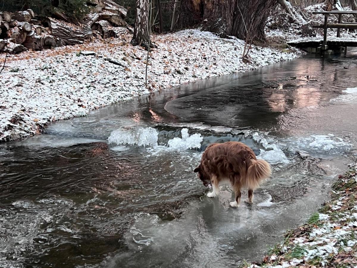 Ferienhaus Am Muehlgraben Thale Luaran gambar